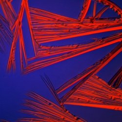 Jon Hopkins' Immunity Soundtracks: series of stunning microscopic images.