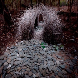 The bowerbird is nature's starchitect. The males of the various species build these elaborate and OCD influenced 'bowers' adorned with collections of all sorts of colorful stuff. All this to woo potential mates. 