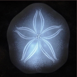 Oooh ~ for all your nature loving ravers... stephanie simek (of the eyelash and gold lined quail egg shell jewelry) ~ she has put leds inside sea cookies (sand dollar family) as wearable broaches!