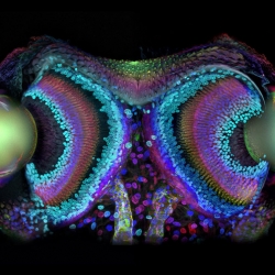 Olympus Bioscapes 2010 -  see the winners of the eighth year this dynamic photo competition that honors the world's most extraordinary microscope images of life science subjects.