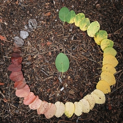 Flickr-The life cycle of a Manzanita leaf 