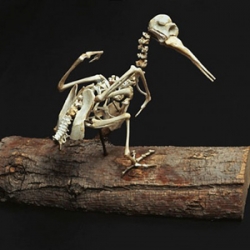These bone sculptures by Christy Rupp appear to be archeological artifacts, but the bird skeletons are in fact fabricated entirely from fast food chicken bones!