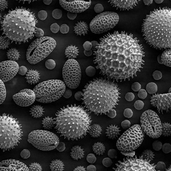 Beautiful images of pollen under the microscope