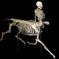 Skulls Unlimited create non existent and hard to find skeletal structures such as this centaur made from half horse half human remains
