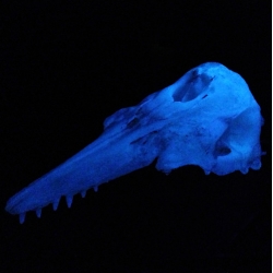 Science-based artist, Max Hooper Schneider, is raising funds to complete the first ever life-sized, glowing Beluga whale skeleton.
