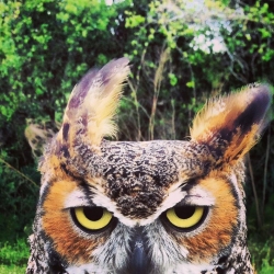 AvianRecon - Instagram of eagles, hawks, falcons and owls living at the Avian Reconditioning Center in Florida. 