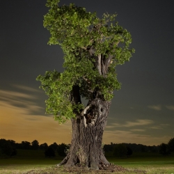 Nocturnal Arboreal by Jean Luc Brouard Explores the false landscapes created by the use of lighting at night.