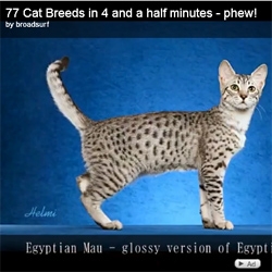 Meet 77 breeds of cat in 4 and a half minutes.