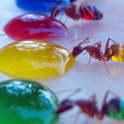 Rainbow Ants: The ants whose multi-colored abdomens show exactly what they've been eating. Photos set up by Mohamed Babu.
