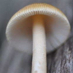Shroomstagram. A daily posting of a wild mushroom from the forestial wanderings of artist Ray Cicin.
