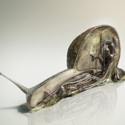 An amazing piece of 3D art. You've never seen a snail's anatomy like this... 