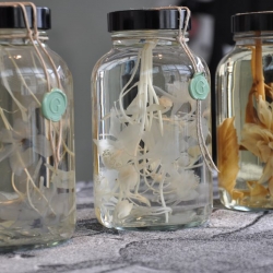 Awesome looking flowers preserved in spirits. Their colors fade and they become transparent.