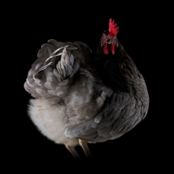 To promote the premium egg brand Clarence Court, Richard Mountney shot these fabulous chickens for an advertising campaign by WFCA.