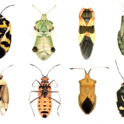 Since the catastrophe of Chernobyl, Hesse-Honegger has collected morphologically disturbed insects, transforming their mutations into painted pieces of bold, graphic beauty.