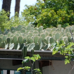 The spiky Arizona green roof by Steve Martino! Stunning...