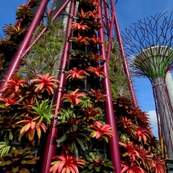 Construction update on Singapore's gardens by the bay with the amazing solar-powered, vertical garden supertrees.
