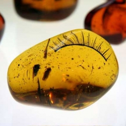 Amber fossils from the future created by the Glue Society for last week's Pulse Contemporary Art Show in Miami.