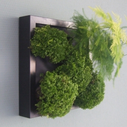 Miniature vertical garden by Ginkgo Studio. Brighten up your living room with some green!