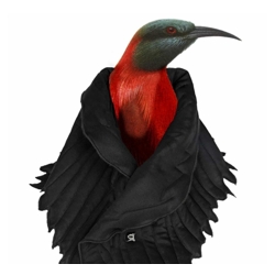 Christophe Coppens's 2011 Winter Collection, Birdman-Bird woman, at Droog Amsterdam.
