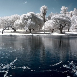 In infrared photography, the film or image sensor used is sensitive to infrared light. Such near-infrared techniques used in photography give subjects an exotic, antique look. This is a unique collection of infrared trees.