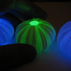 These LED sea urchins look incredible.