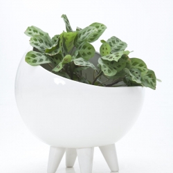 Maceta Cerámica, a ceramic planter for interiors. It has a plate that isolates the water accumulated in the inside of the planter so that the plant won't drown.