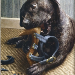 Great editorial concept in French Marie Claire 2.
Dogs shewing on designer shoes!