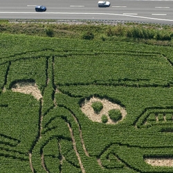 Probably the biggest MINI advertising ever! KIWI converts cornfield to canvas.