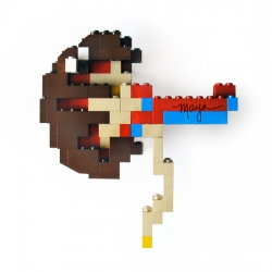 Medical illustrator Maya Shoemaker created this Lego kidney cross section as her “first anatomical Lego study.”