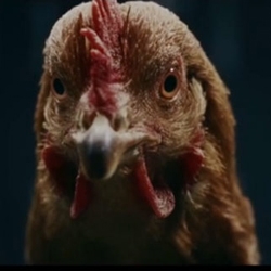 Very funny viral video campaign for the new Mercedes-Benz. The superstar of the spot is a chicken…that move the body but not the head…as a new Mercedes that has the same control in the street.