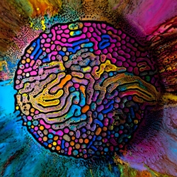 Millefiori by Fabian Oefner is ferrofluid mixed with water colors. The process to get these patterns is fascinating and the photographs are mesmerizing. 