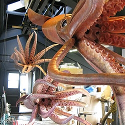 Dosidicus gigas... giga squids... made for Hopkins Marine Station, Stanford University, California.  by 10TONS modeling company.