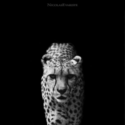 French photographer Nicolas Everiste releases photos of his latest series entitled Dark Zoo. The series features animals including a cheetah, rhino, and giraffes in black and white. 