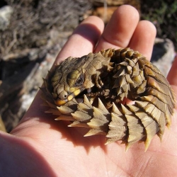 Cordylus cataphractus or the armadillo girdled lizard. Even mother nature has a cool sense of design :D My New favorite lizard !!!