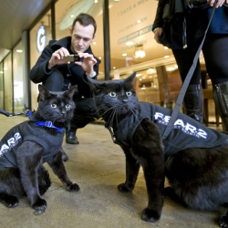 To mark the occasion a new horror video game is launching the world’s first ‘superstitious ad campaign’ - turning specially trained black cats into walking adverts for the launch of F.E.A.R. 2: Project Origin on the day itself.

Apparently people are extra vigilant about looking out for signs of bad luck on Friday 13th, so on that day a team of black cats (a traditional sign of bad luck) dressed in little F.E.A.R 2 branded jackets and cat harnesses, will hit the streets of London with their trainers hoping to capture the attention of superstitious shoppers.