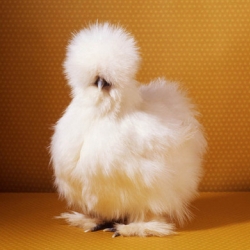 DesignBoom reminded me of the incredible still life and portraits by Tamara Staples... the prize winning chickens are hilarious/gorgeous.