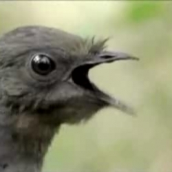 This bird video is crazy!  It immitates camera shutters and chainsaws and stuff... Wikipedia says it can sing two harmonys at once, and has the most complex voice organ of any bird.