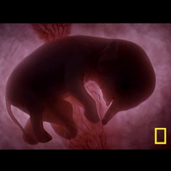 WOW. The imagery of animal fetus' in the womb through birth are just amazing, and i've only seen the extended preview... can't wait to see the discovery channel show.
