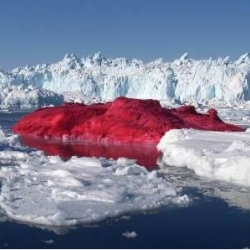 Artist Marco Evaristti needed 790 gallons (3,000 liters) of red paint, three fire hoses, two icebrakers, a twenty-man crew, and two hours to paint an iceberg in the Ilulissat Fiord, Greenland in 2004. Evaristti said: "It’s so poetic, it looks