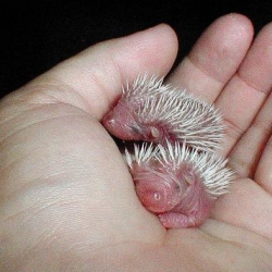 doing hedgehog research for a logo - WOW. look how tiny yet pokey they are!