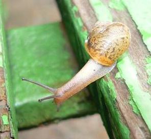 Fun shots of a snail on an adventure on a picnic bench.  