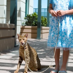 Giant designer cats by Lifestyle Pets.  I love the spots.  Starting at $22,000.  