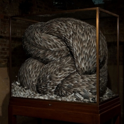 More photos of Kate MccGwires absolutely amazing feather sculptures. They seem to be undulating in their glass enclosed boxes.  Just incredible. And she's doing an installation in NY soon.  
