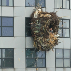 Benjamin Verdonck's Giant Nest in Rotterdam