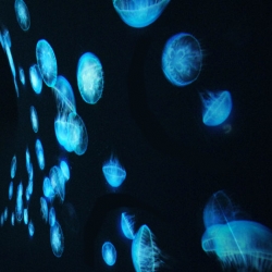 Canon Neoreal at Milan Design Week ~ Designboom has an awesome look at these jellyfish projected on some incredible fluid looking structures... 