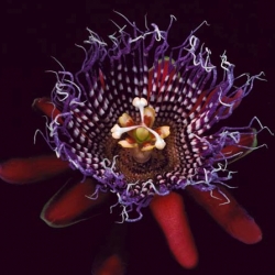 Botanica Magnifica:  Rare + Beautiful endangered flowers photographed by Jonathan Singer,  a 60 yr old podiatrist with Parkinson's disease turned photographer.  An unlikely combination creating a stunning reminder of the frailties of life.