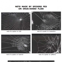 Spiders on drugs make amazing webs... and some not so amazing... depending on which drugs. Fake or not, still mesmerizing :)