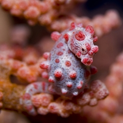 Fun underwater photography by Martin Strmiska.  This is a pregnant pigmy sea horse at Bunaken island.