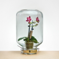 Pikaplant Jar, single, hand-picked blooming plant hermetically encased in self-sustaining biotope, maintenance-free, as water and nutrients are recycled for a long-lasting blossom.  