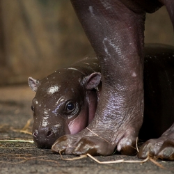 Wow Zooborns, a blog all about newborn zoo creatures... here's a pygmy hippo calf